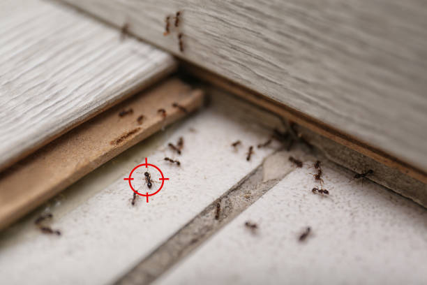 Best Termite Control Services  in Villa Hills, KY
